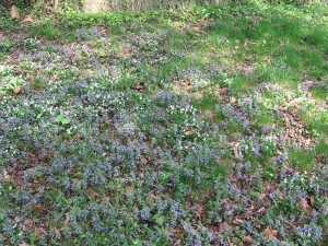 Native ground covers